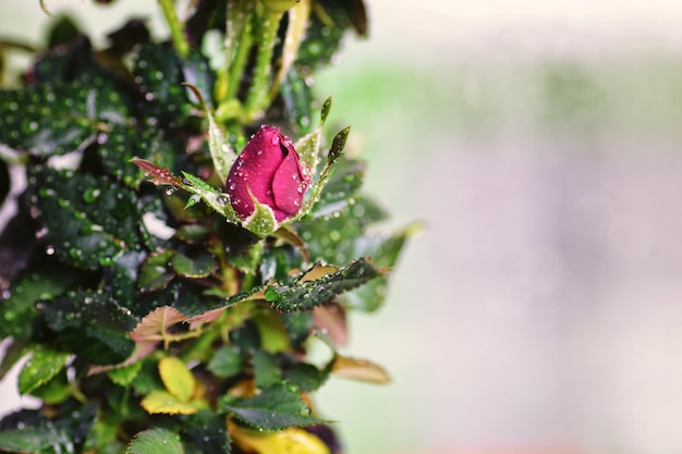 Macro de pot frais rose