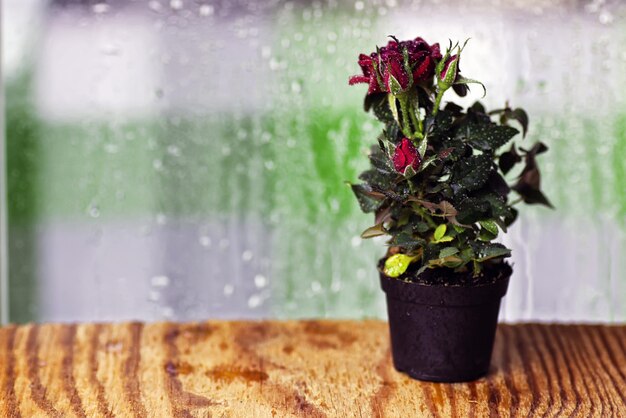 Macro de pot de goutte de rose