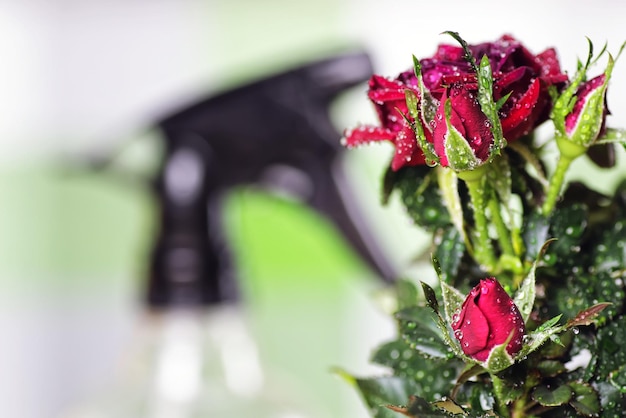 Macro de pot de goutte de rose