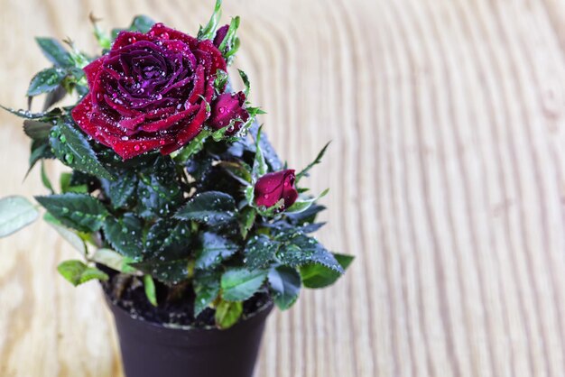 Macro de pot de goutte de rose