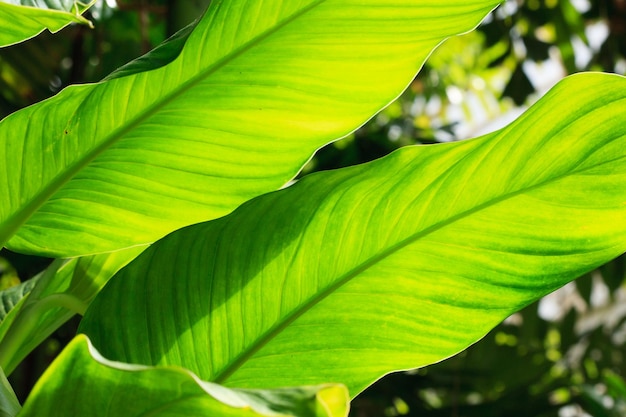 Photo macro prise de feuilles