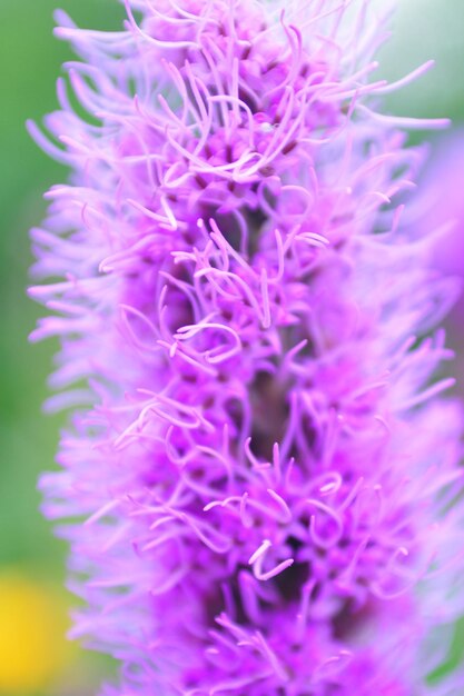 Photo une macro prise de vue d'une fleur rose