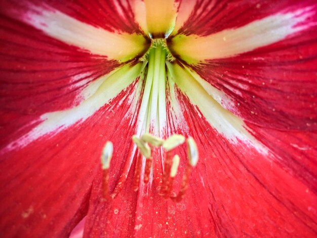 Photo macro prise de vue d'une plante à fleurs rouges