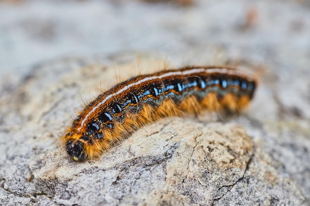 Macro proche de la chenille de la tente orientale photo de stock dans l'habitat naturel sur la roche texturée