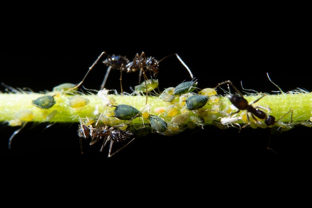 Macro pucerons avec fourmis