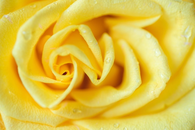 Macro Rose jaune