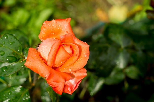 Macro rose orange