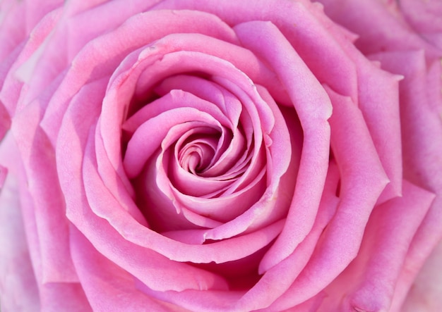 macro rose rose