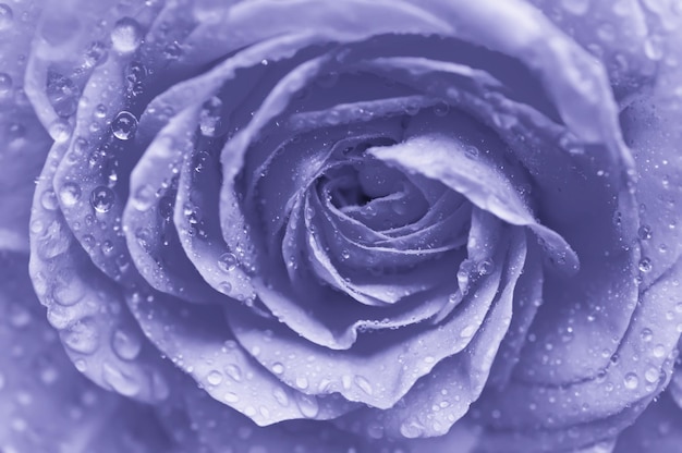 Macro de rose violette