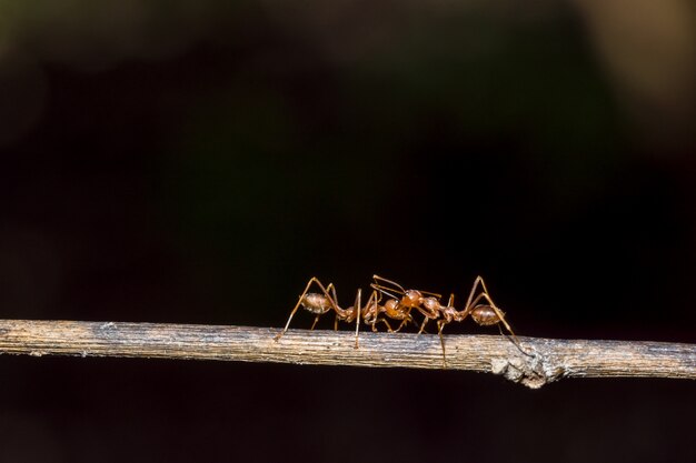 macro rouge fourmi