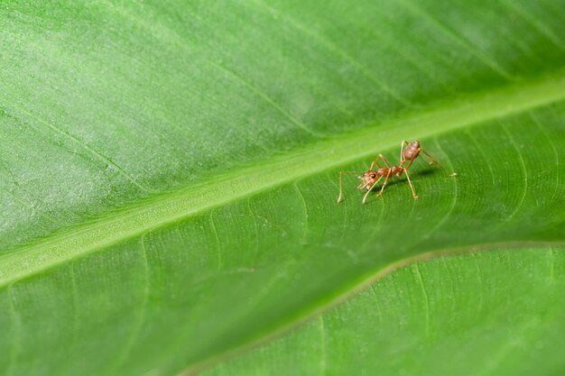 macro rouge fourmi