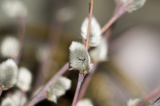 Macro De Saule Chatte