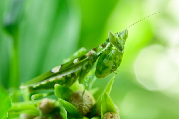 Macro de sauterelle sur feuille dans la nature