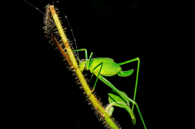 Macro de sauterelle verte avec fond noir