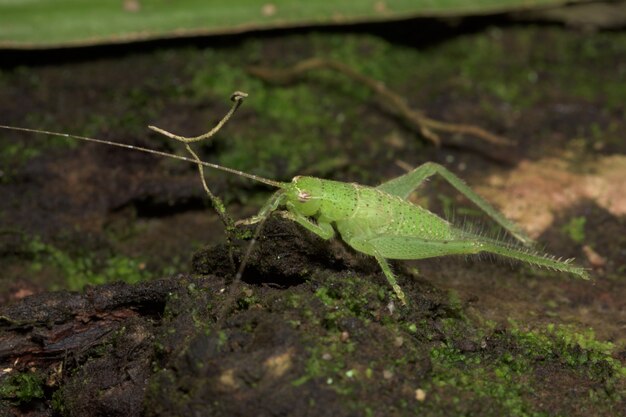 Macro de sauterelle verte