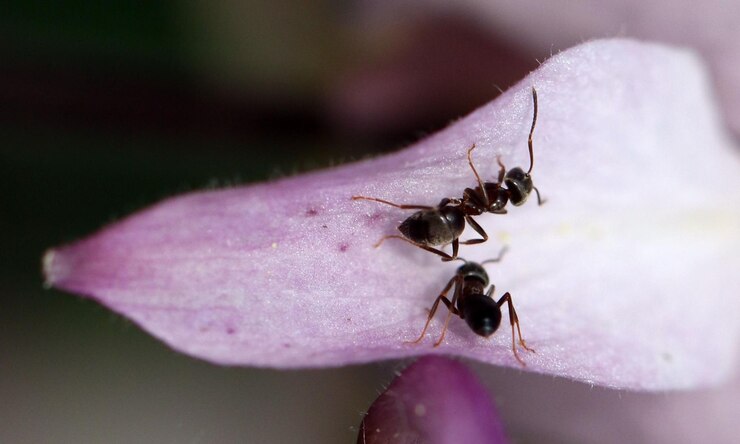 Photo le macro-sémut 1