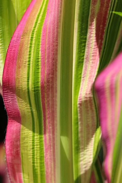 Macro shoot de feuille de maïs comme fond naturel de vert vif avec des rayures roses et jaunes