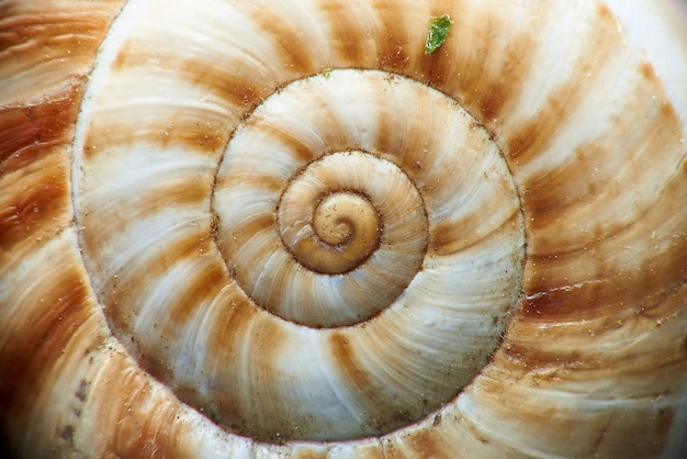 Macro shot d'une coquille d'escargot.