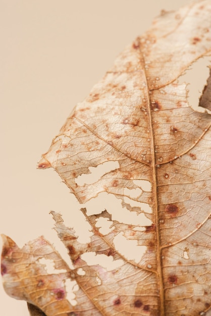 Macro shot de feuilles brunes séchées décomposées