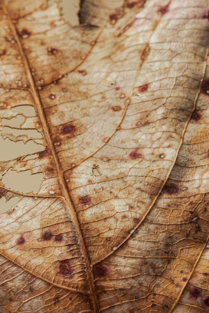 Macro shot de feuilles brunes séchées décomposées