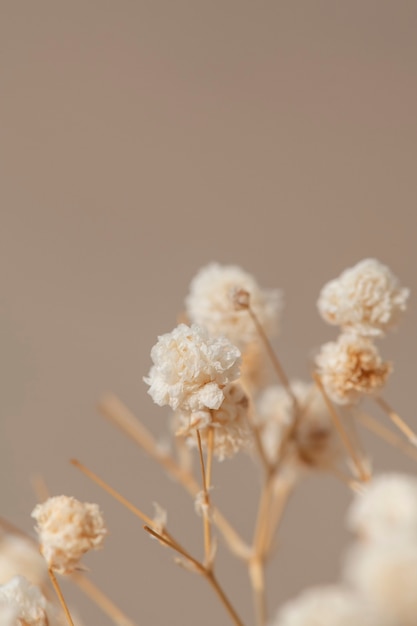 Macro shot de fleurs de gypsophile séchées