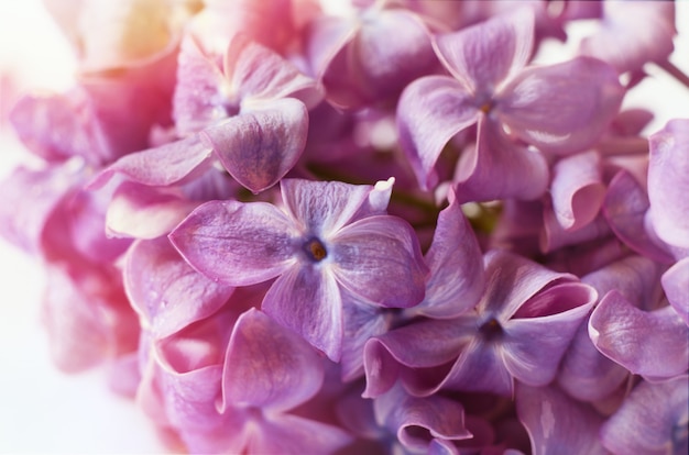 Macro shot fleurs violettes lilas violettes pourpres.