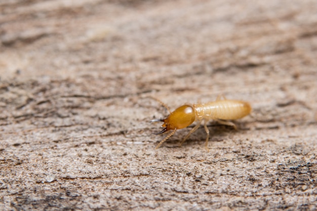 Macro termite sur bois