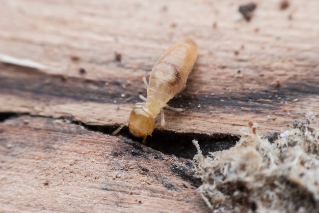 Macro de termites sur bois en décomposition