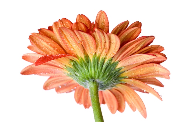 Macro de tête daisy-gerbera rouge avec des gouttes d'eau isolated on white