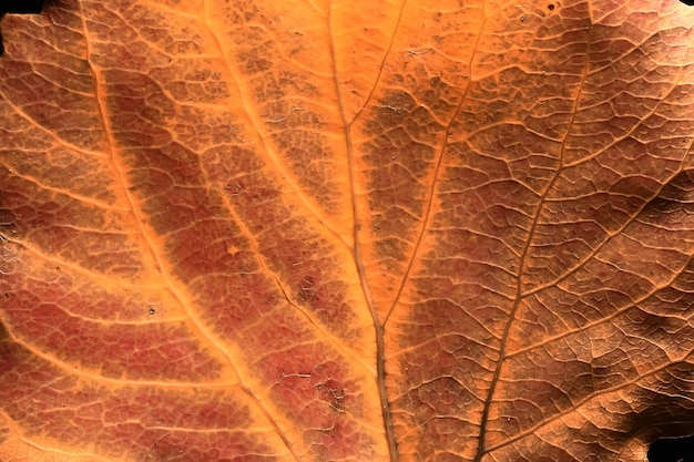 Macro texture de feuilles / feuille d'automne jaune, macro texture agrandie, concept d'arrière-plan d'automne