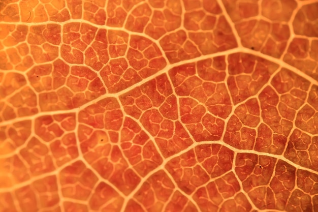 Macro texture de feuilles / feuille d'automne jaune, macro texture agrandie, concept d'arrière-plan d'automne