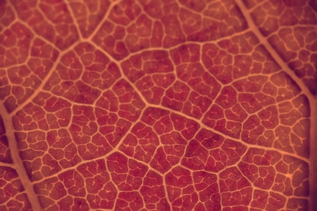 Macro texture de feuilles / feuille d'automne jaune, macro texture agrandie, concept d'arrière-plan d'automne