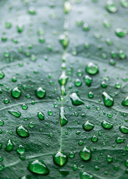 Macro de la texture des feuilles mouillées après la pluie