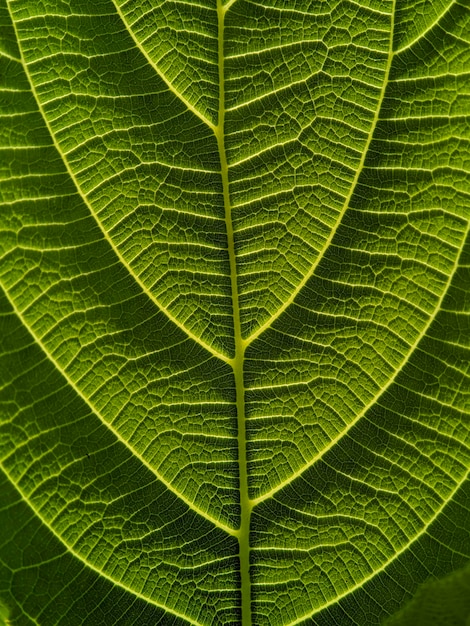 Macro de texture de feuilles vertes