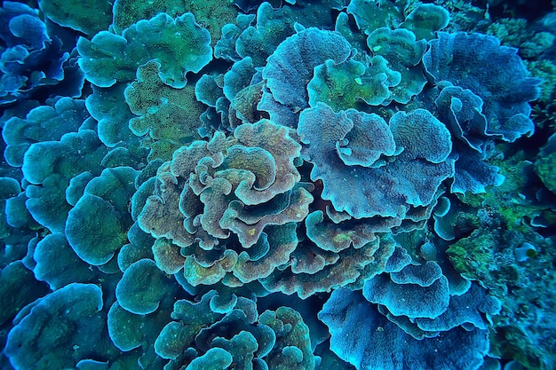 Macro / texture de récif de corail, fond abstrait d'écosystème marin sur un récif de corail