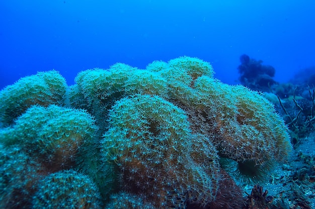 Macro / texture de récif de corail, fond abstrait d'écosystème marin sur un récif de corail