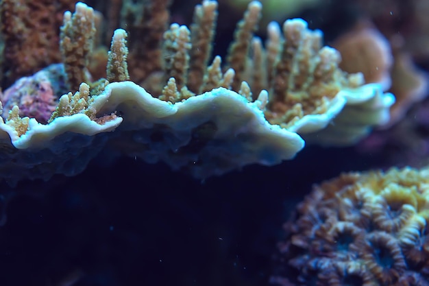 Macro / texture de récif de corail, fond abstrait d'écosystème marin sur un récif de corail