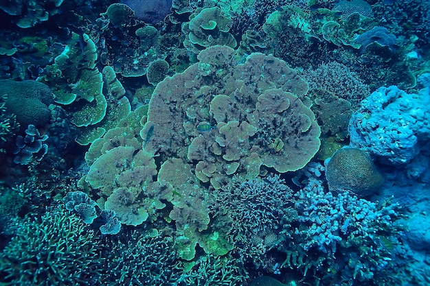 macro / texture des récifs coralliens, arrière-plan abstrait de l'écosystème marin sur un récif corallien