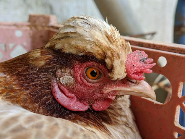 Macro de texture de visage de poule