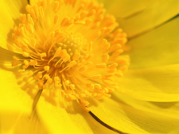 Macro tourné fleur jaune. Fleur de printemps. Les premières primevères au soleil du printemps.