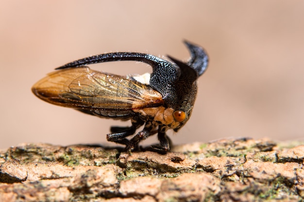 La macro de treehopper étrange est dans l&#39;usine.