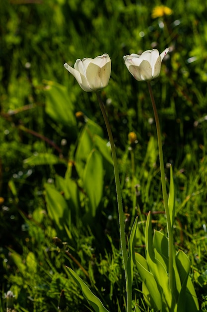 Macro de tulipes blanches sur fond d'herbe verte