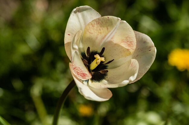 Macro de tulipes blanches sur fond d'herbe verte