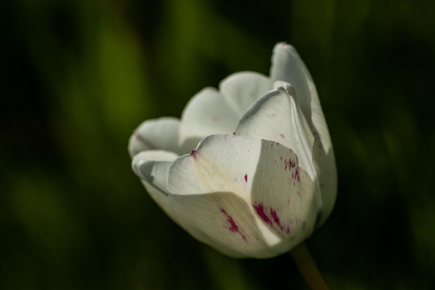 Macro de tulipes blanches sur fond d'herbe verte