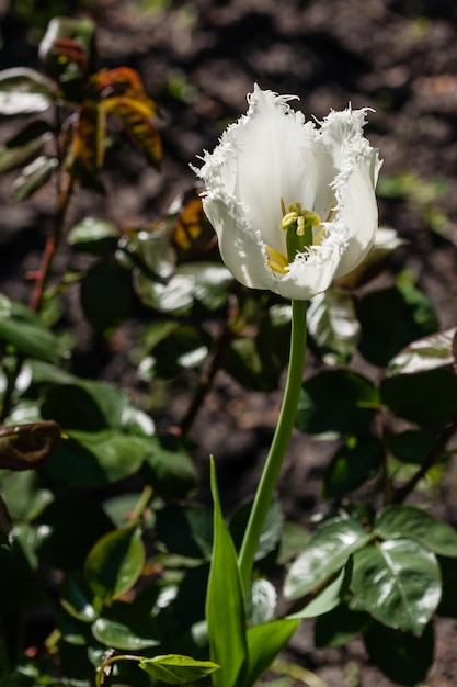 Macro de tulipes blanches de printemps