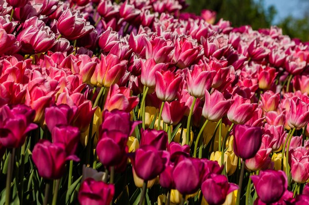 Macro de tulipes roses sur fond d'herbe verte