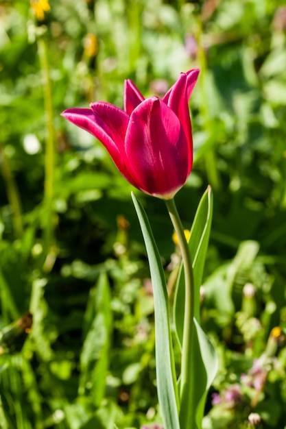 Macro de tulipes roses sur fond d'herbe verte