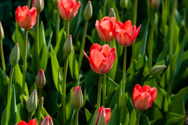 Macro de tulipes rouges sur fond d'herbe verte