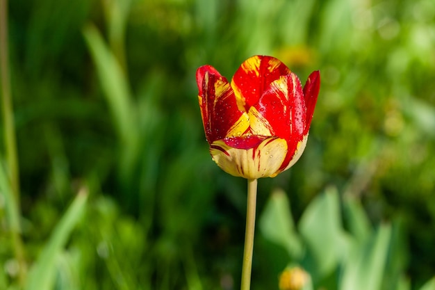 Macro de tulipes rouges sur fond d'herbe verte