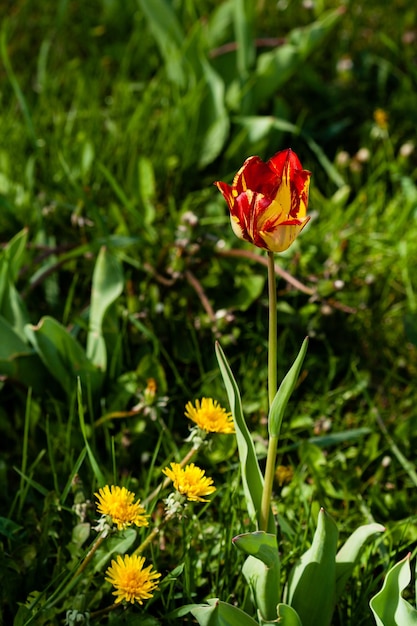 Macro de tulipes rouges jaunes sur fond d'herbe verte